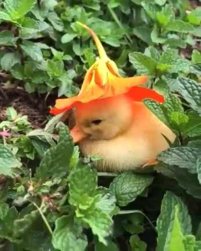 Henlo! Goodnight!