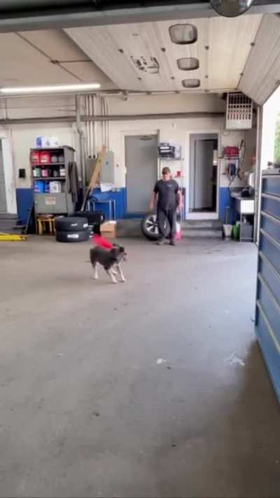 Still a good boi..