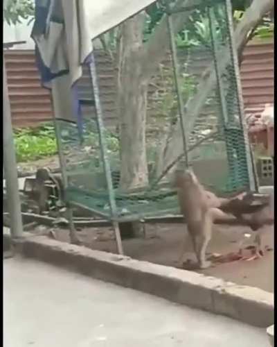 Tô torcendo pro macaquinho