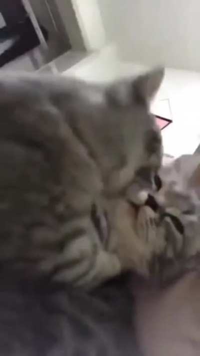 This cat