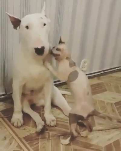 vIcIOUs BalD cat aTtacKs InNocENt Dog