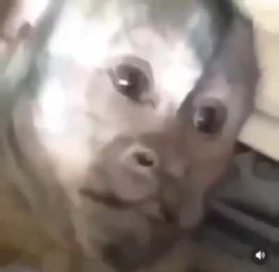 M O N K E