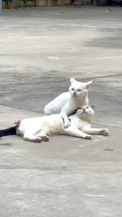 Котики & любовь