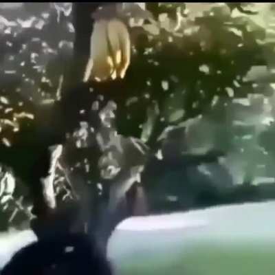 Xd