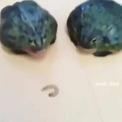 Pepega É meu