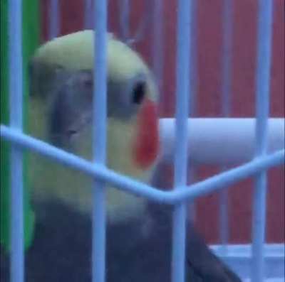 What a cute bird!