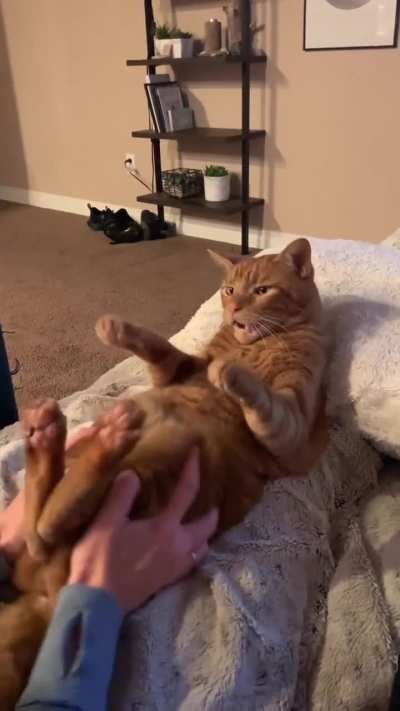 Playful orange cats are the best. Credits - taco_unleashed