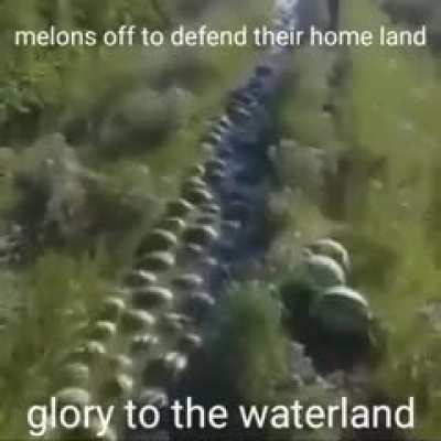 My melon people need me