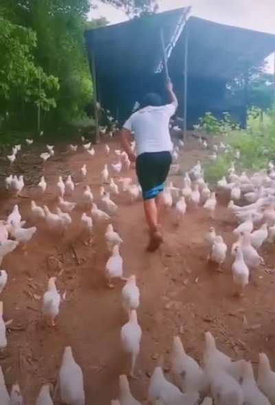 The chicken gang reinforcements have arrived!