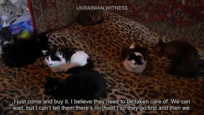 This Ukrainian woman can't leave her 22 cats behind. [subbed]