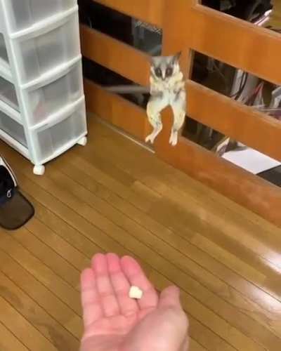 Bush baby jumping for treat
