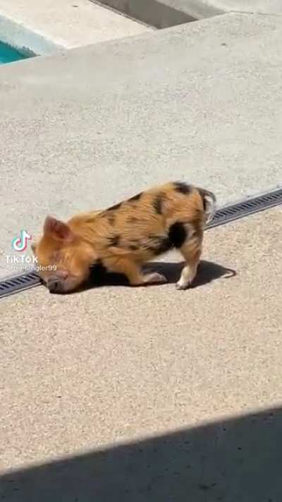 Piglet needs a reboot