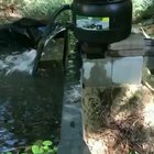 Hittoad disposes of unwanted prey