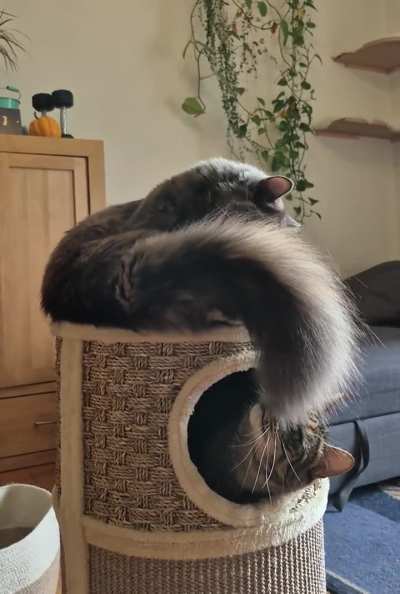 Mirin was offended that her sister Miso was staring at her tail 😅