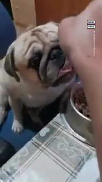 Picky eater pug!!
