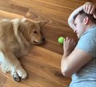 Napa demonstrates the laziest game of fetch