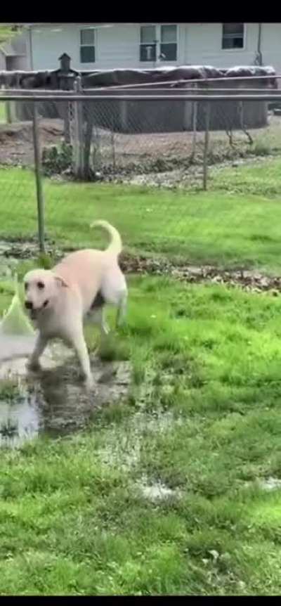 Warm up those doggo happy taps