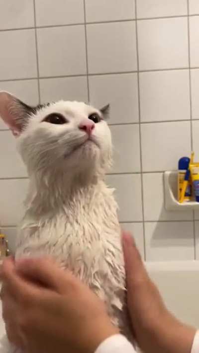 ✨Cat care routine✨