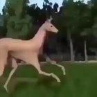 horse