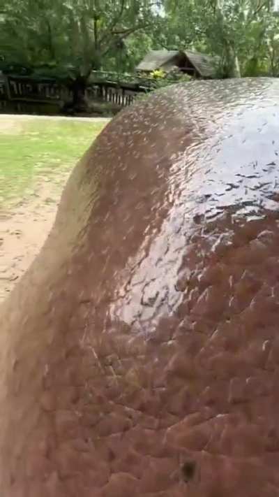 Spanking a hippopotamus 