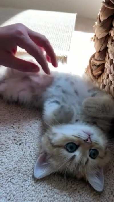 Immobilizing Tiny Criminal