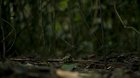 Planet Earth 2 (2016) [Clip]: Wilson's Bird of Paradise courtship is unreal