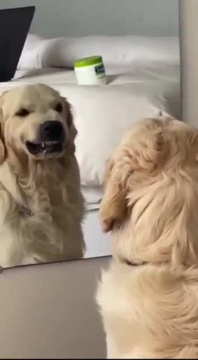 This dog practicing angry faces in the mirror