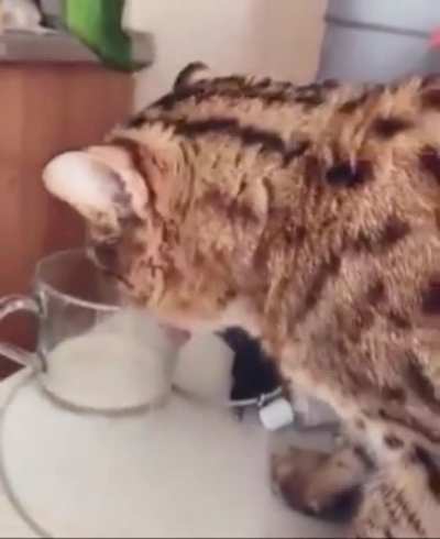 someone stole milk
