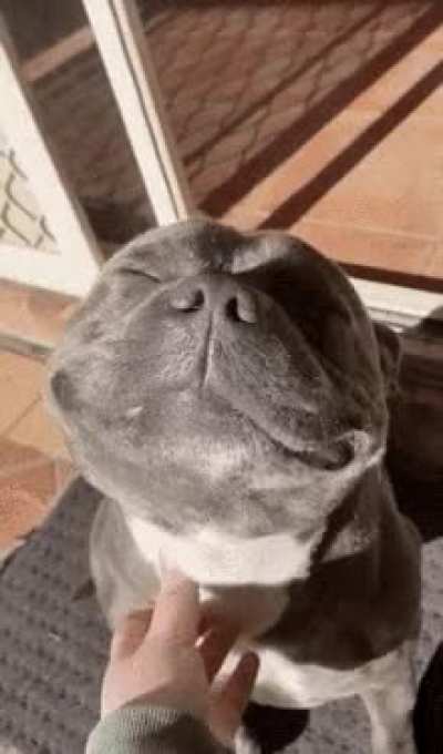 That Hippo Smile