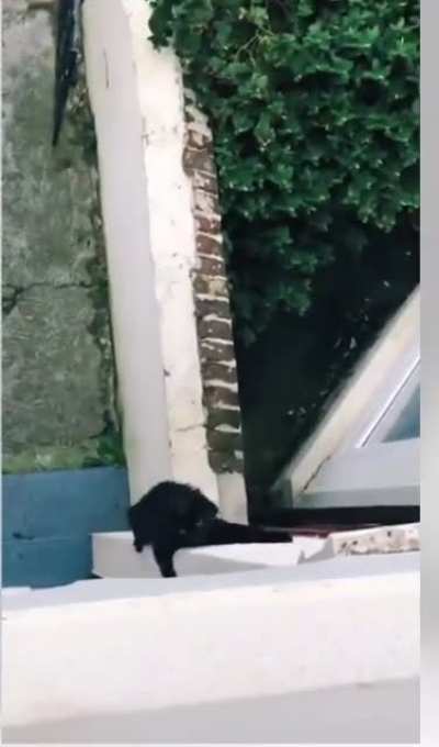 Spider kitty