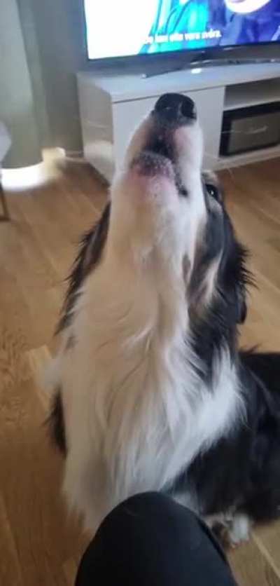 Accidently stepped on a squeky toy, always thinking that he hurts it so he mourns by howling.