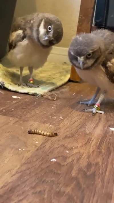 What is this thing?