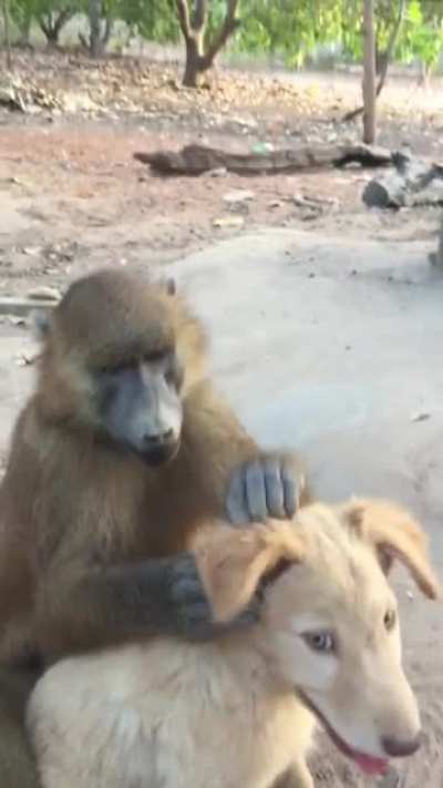 good monke