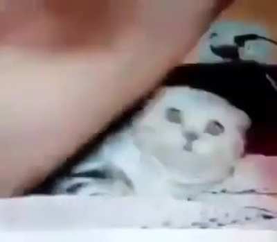 Traumatized kitty