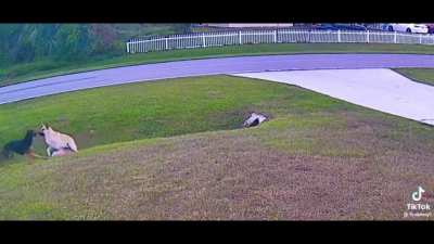 Dog saves kid from a dog attack