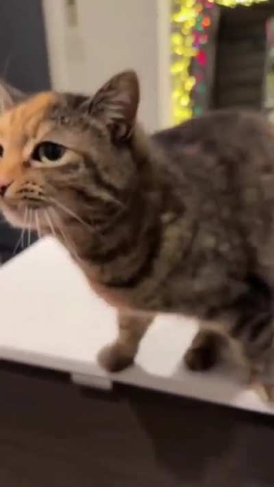 wa wa WAA-