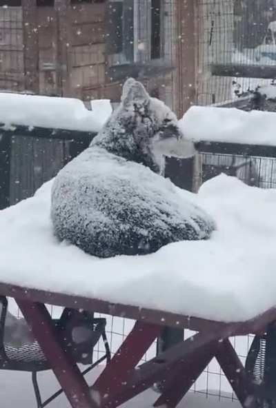 The real King in the North