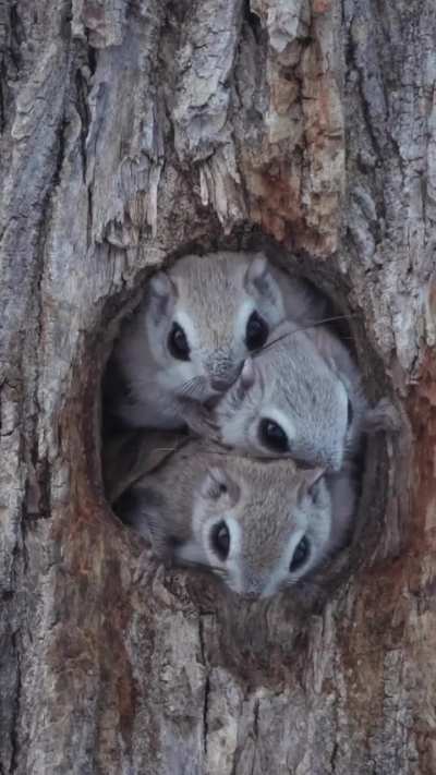 🔥 Japanese dwarf flying squirrels