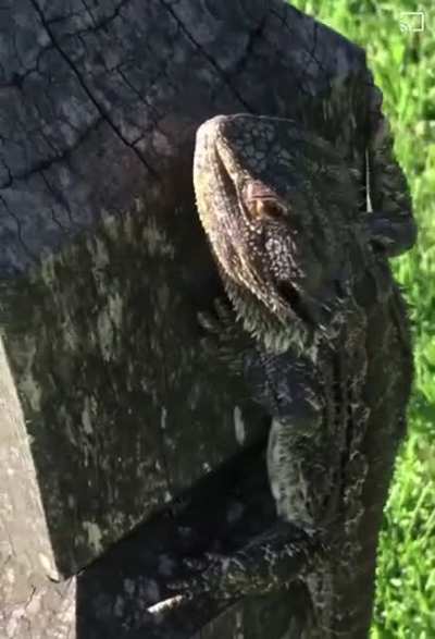 Godzilla v Kong