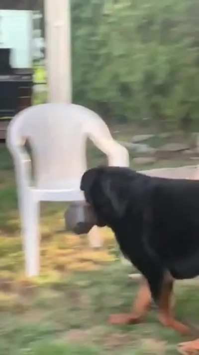 Chad dog