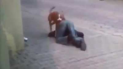 Drunk man VS Dog