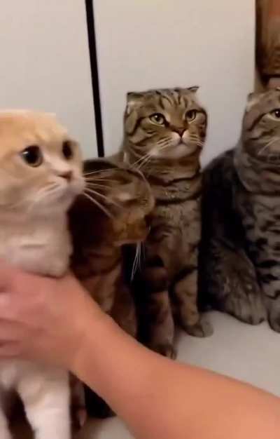 The orange cat is like, whatever it is I'm in..