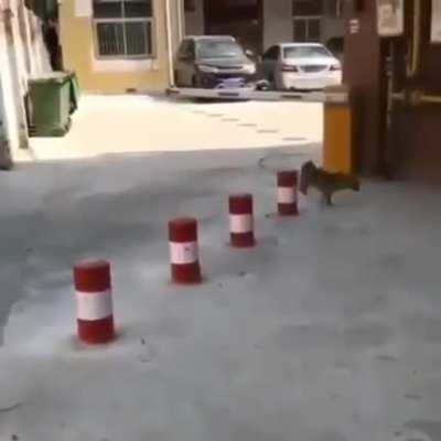 Boing boing boing