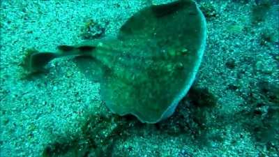 Can electric eels kill you?