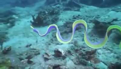 🔥 Ribbon Eel