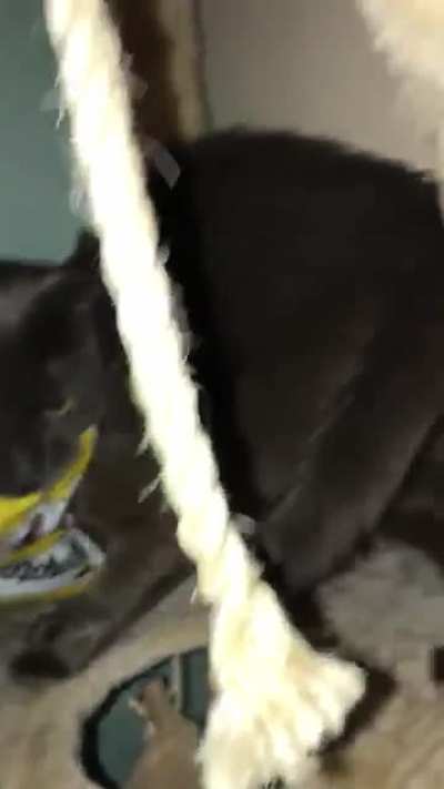 My brother sent me a video of his cat stealing the entire bag of temptations treats and I have no words
