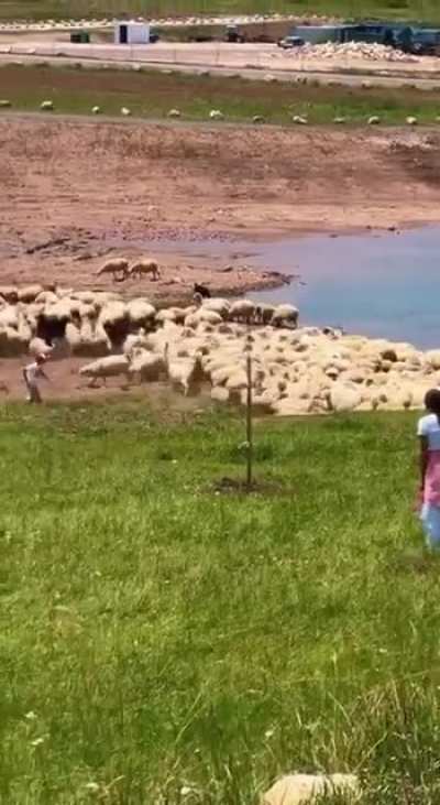 Chased a ram, got bit instead