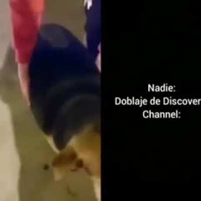 Es el perro con sobrepeso
