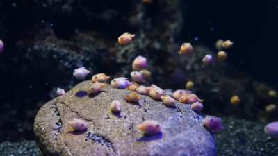 🔥Balloon Lumpfish, native to the Northwest Pacific. Their pelvic fins have adapted to suction or adhere to surfaces.