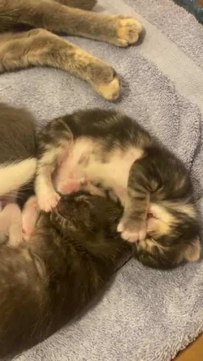 10 day old kitten Matcha, sucking his own thumb